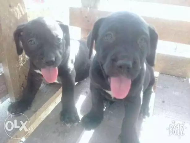 2 جرو بودبل دكر ونتاية