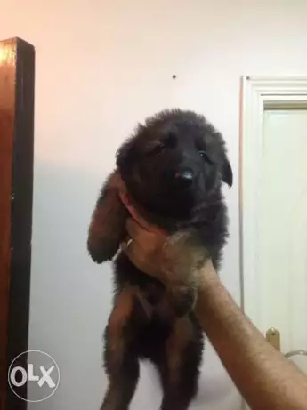 للبيع جراوي جيرمن شيبرد