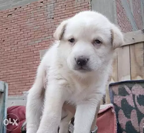 كلب لبلادور