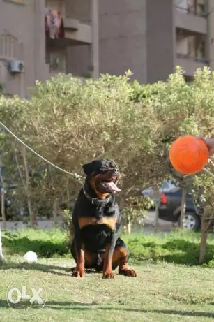 تمبوا ابن بطل العالم فريكو