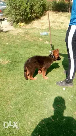 أجمل زكر جرو 3شهور مواصفات شولاين