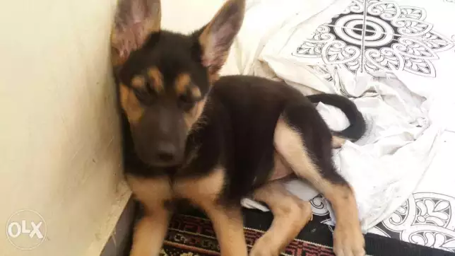 للبيع جروه بيلجكي 60 يوم