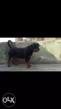 مزرعه للتصفيه