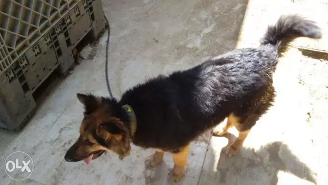 كلبة جيرمن شبرد عمر سنة الان مفوتة دورة