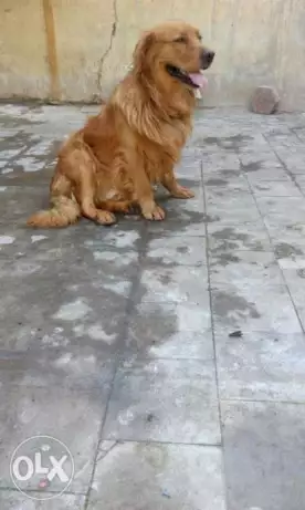 للبيع أو البدل أغمق ذكر جولدن