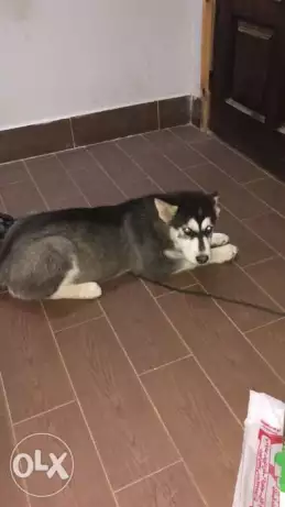 Male Husky