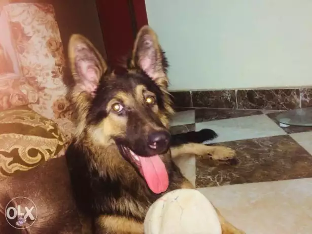 جيرمن شيبرد