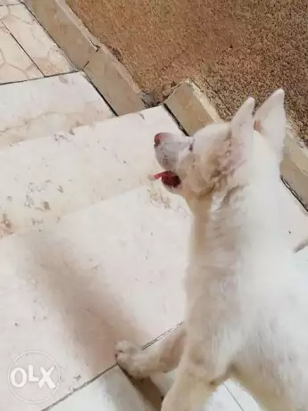 4 months female white husky