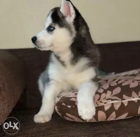Beautiful Female Husky Special Price
