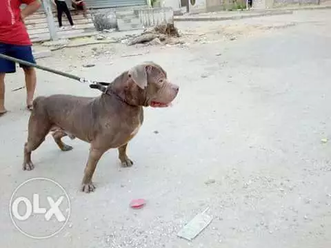 جراوى بيتبول للبيع