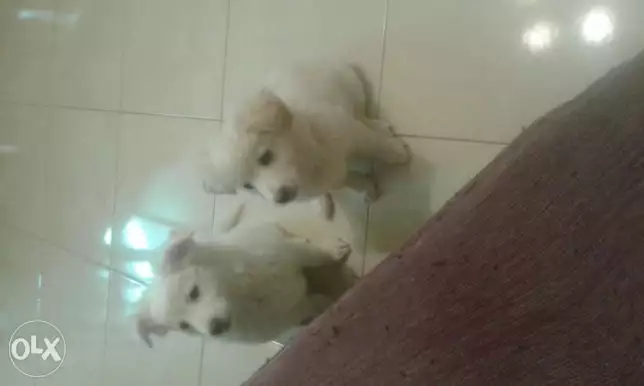 جراوي جريفون عمر ٥٥ يوم ولد وبنت سعر الواحد ٥٥٠