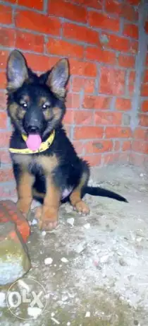 جراوي جيرمن شيبرد لونج هير ورك لاين 75يوم وش مفحم الوان حمرا خشب عريض