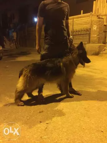 كلب جيرمن للجواز دم عالي