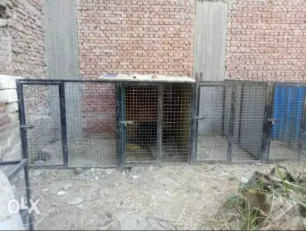 3 بوكسات كلاب فك و تركيب.