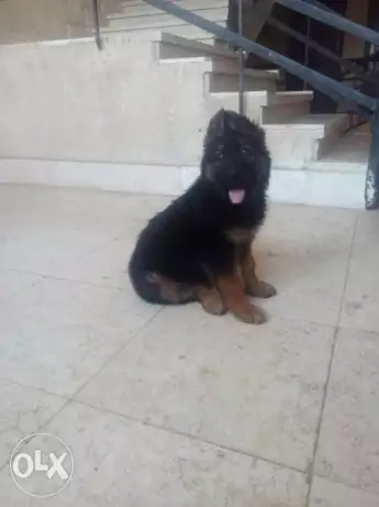 نتايه جيرمن شيبرد