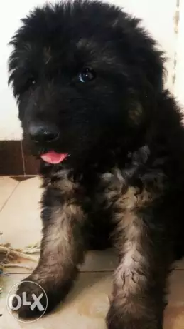 بيع جرو نتايه بلجيكي