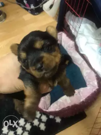 يورك شير yorkie shire