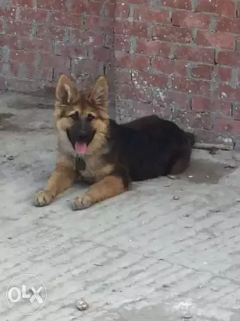 German shepherd