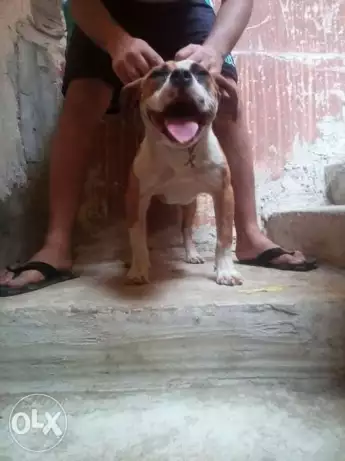 نتاية بولى للبيع