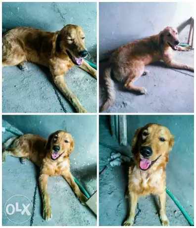 دكر جولدن للبيع