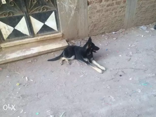 جيرمن شيبرد شورت هير نتايا