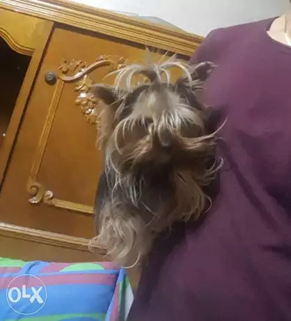 للبيع ميتي يورك شاير اجمل بنت 3 اشهر