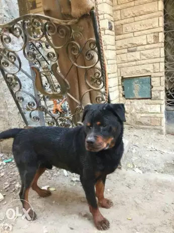 قص روت ويلر شغالين