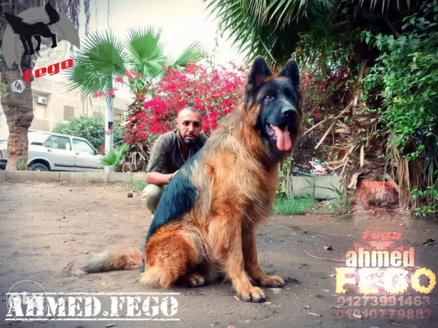 أجمل واضخم ذكر جيرمن شيبرد