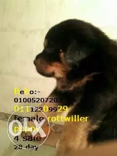 Rottweiler