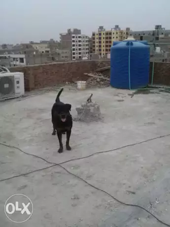 نتايه روت لهواه الفرغ