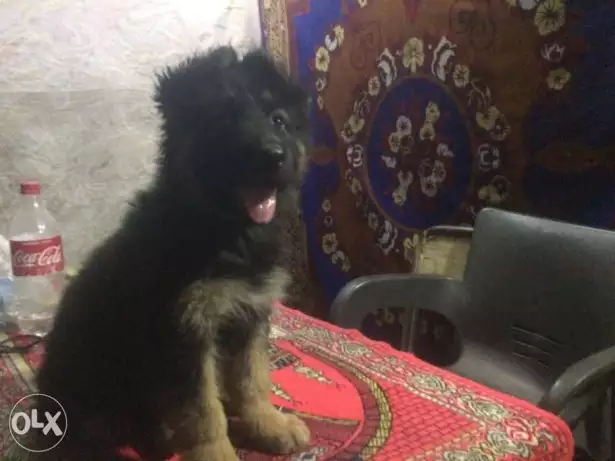 اجمل جراوي جيرمان متسوي عالي لونج هير ماسك غامق ولن احمر