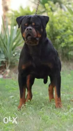 بطل صربيا واوكرانيا ذكر رود فايلر مستورد للزواج فقط