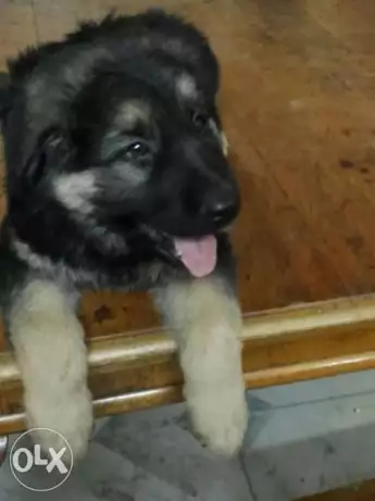 كلب جيرمن للبيع