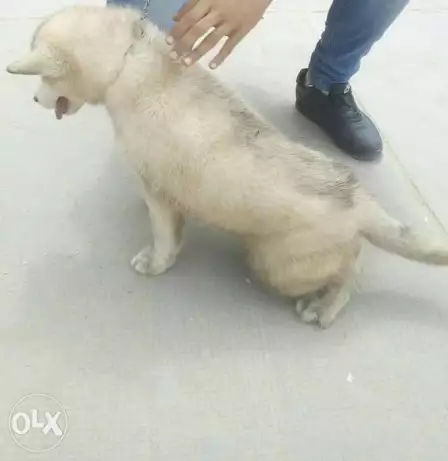 بنوته هاسكي بيور سن شهرين لون تلجي عين زرقه مدربه علي الحمام في الحمام