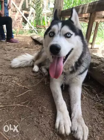 Husky