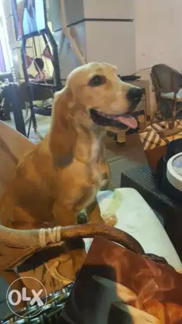 كلب كوكر سبانيول للزواج فقط