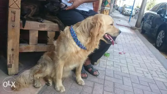 للبيع كلب جولدن سنه و شهرين