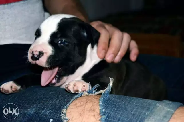 جرو بيتبول بولي