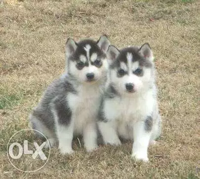 جراوي هاسكي husky puppies