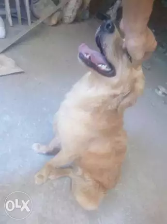 كلب جولدن للبيع