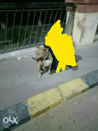 ورميكل طارد للديدان وارد اوكرانيا للجراوى من عمر 30 يوم