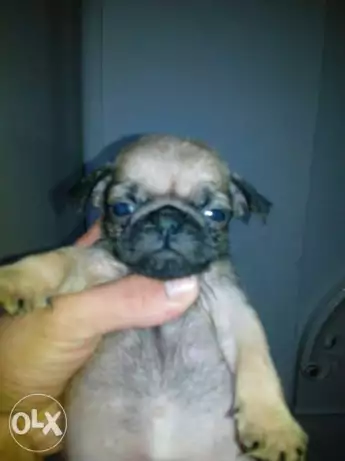 Pug puppies