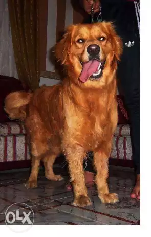 ذكر جولدن مستوى عالى متميز لونج هير شوكلت المانى اهالى مستوردة 9 شهور