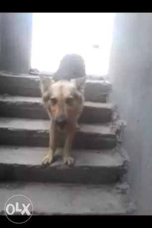 كلب جيرمن للبيع