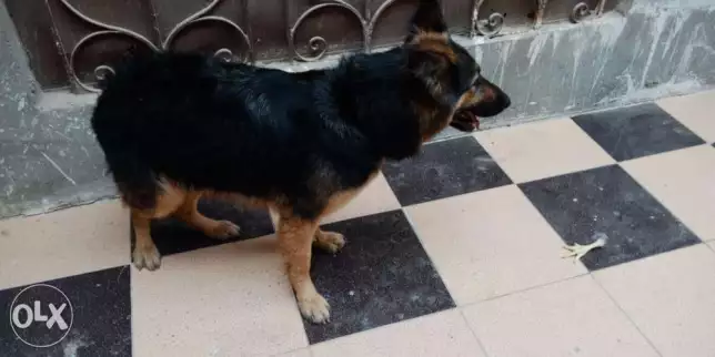 نتايه جيرمن