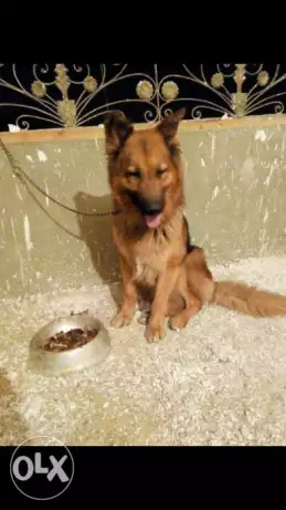 دكر من ابطال ال جيرمن شيبرد لونج هير بيور طاعه وحراسه وشراسة بالامر