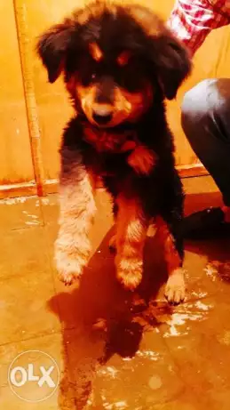 جرو جيرمن شيبرد