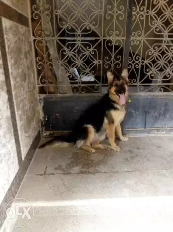 نتايه جرمين حجم ضخم حايضه الان للبيع