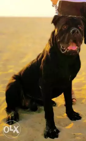 كلب للبيع