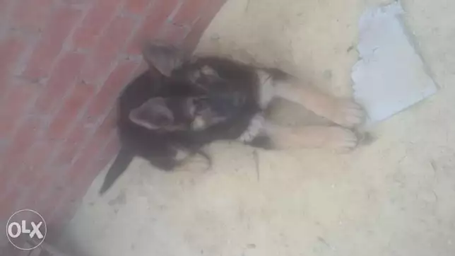 بيع كلب جيرمان